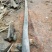 桢楠树30~50cm