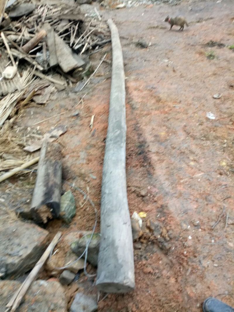 桢楠树30~50cm