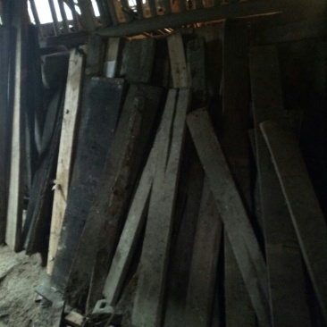 桢楠树30~50cm