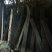 桢楠树30~50cm