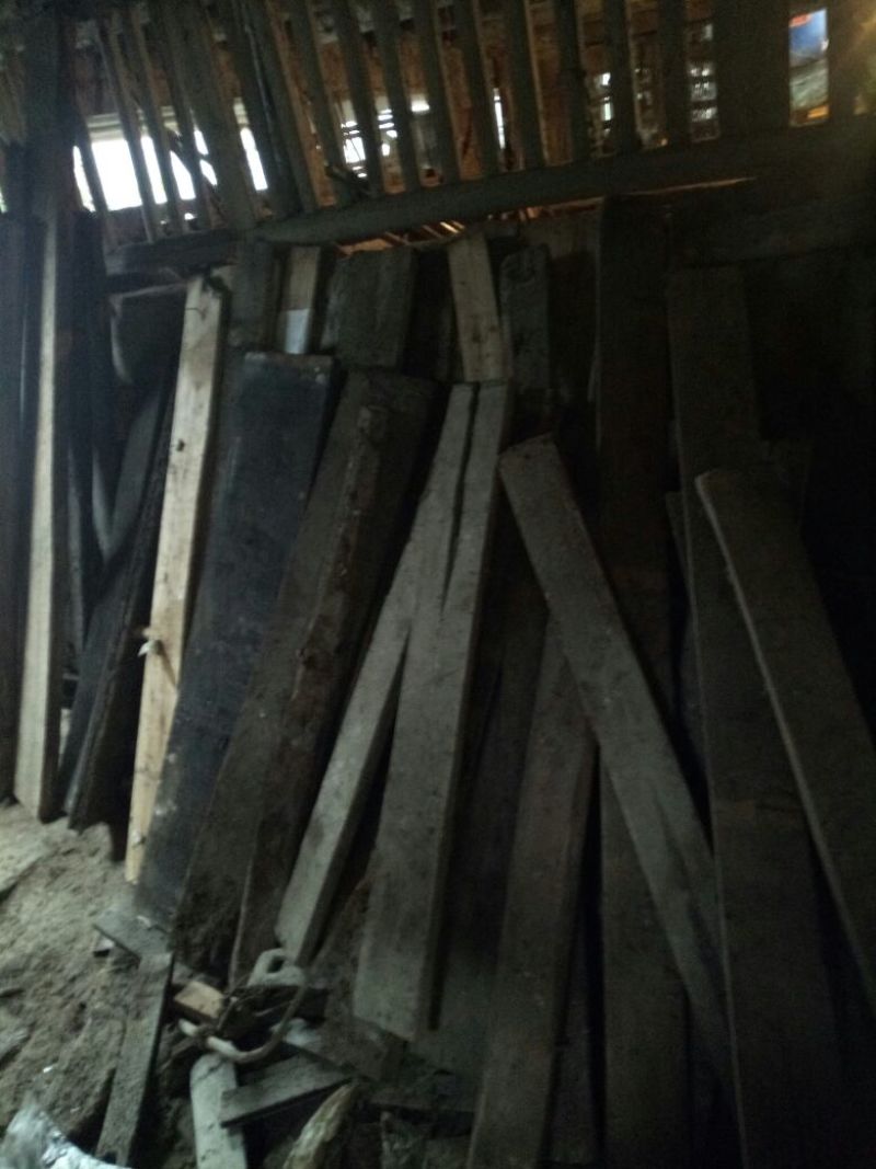 桢楠树30~50cm