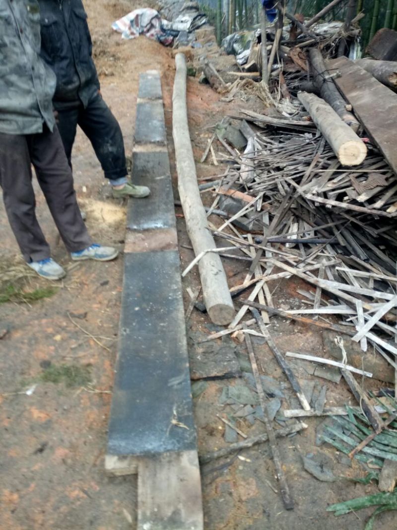 桢楠树30~50cm