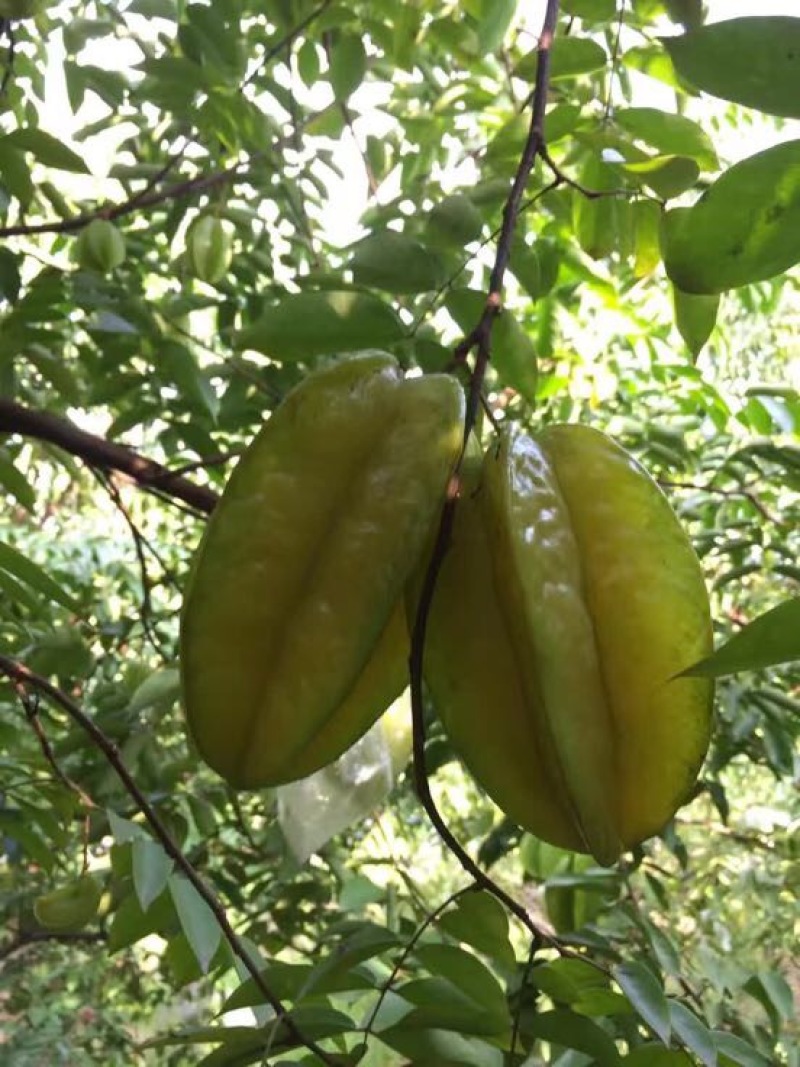 杨桃