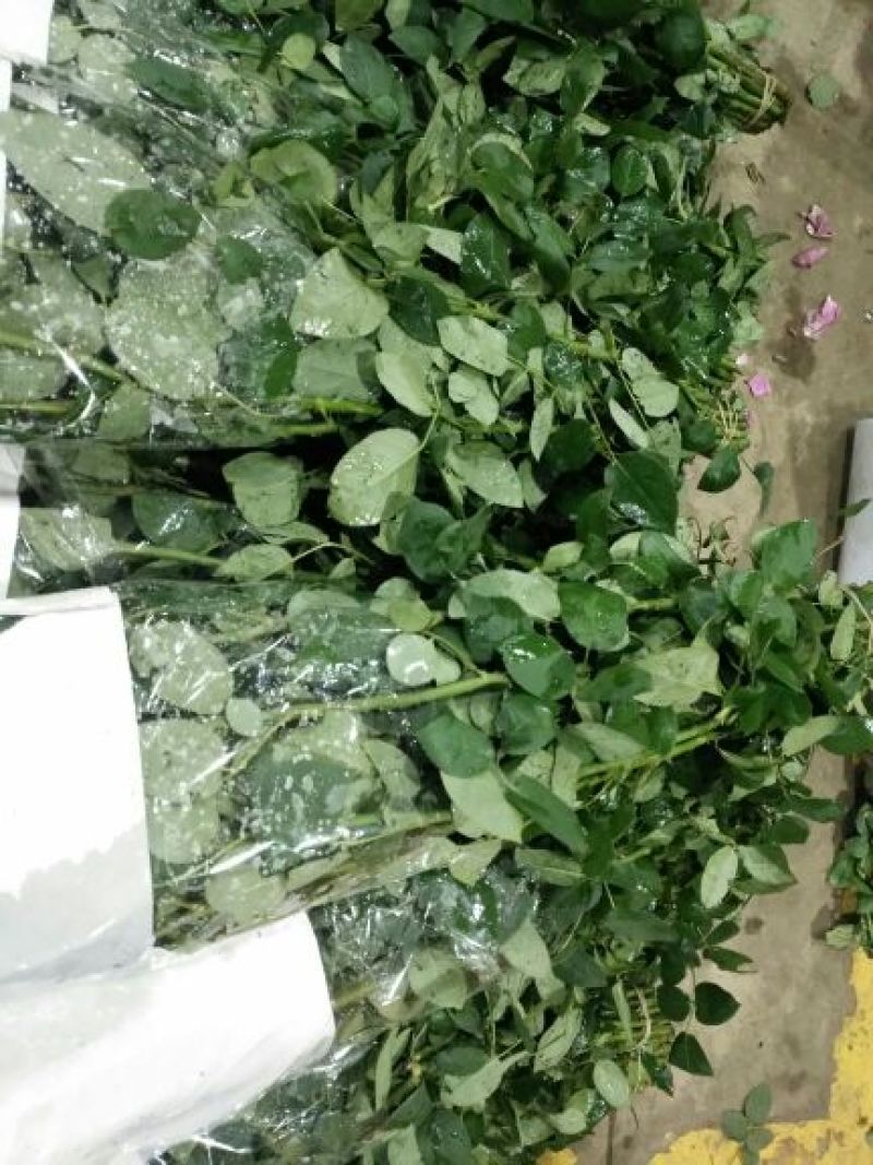 云南昆明斗南卡罗拉批发