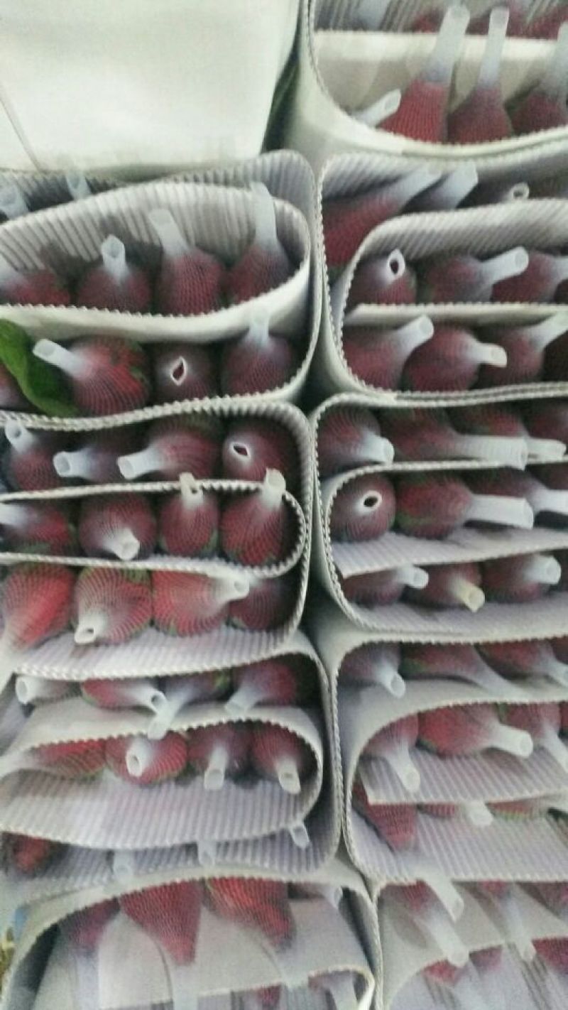 云南昆明斗南卡罗拉批发