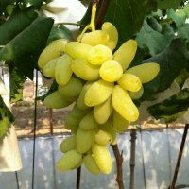 贝达根嫁接金手指葡萄苗1年30~50cm