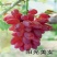 贝达根嫁接金手指葡萄苗1年30~50cm