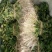 脱毒红薯苗15~25cm