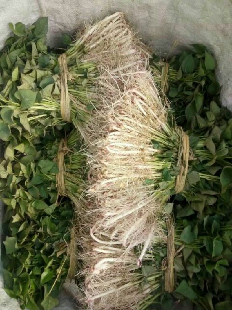 脱毒红薯苗15~25cm