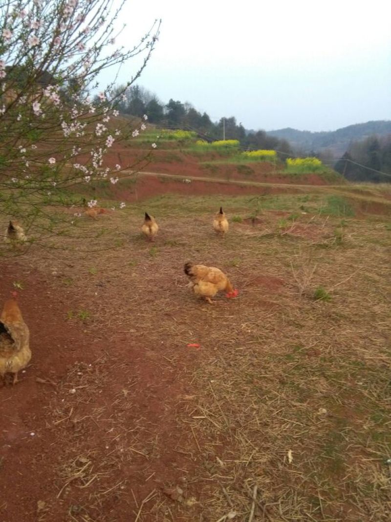 三黄土鸡原生态虫草鸡土公鸡九七到十二个月
