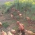 三黄土鸡原生态虫草鸡土公鸡九七到十二个月