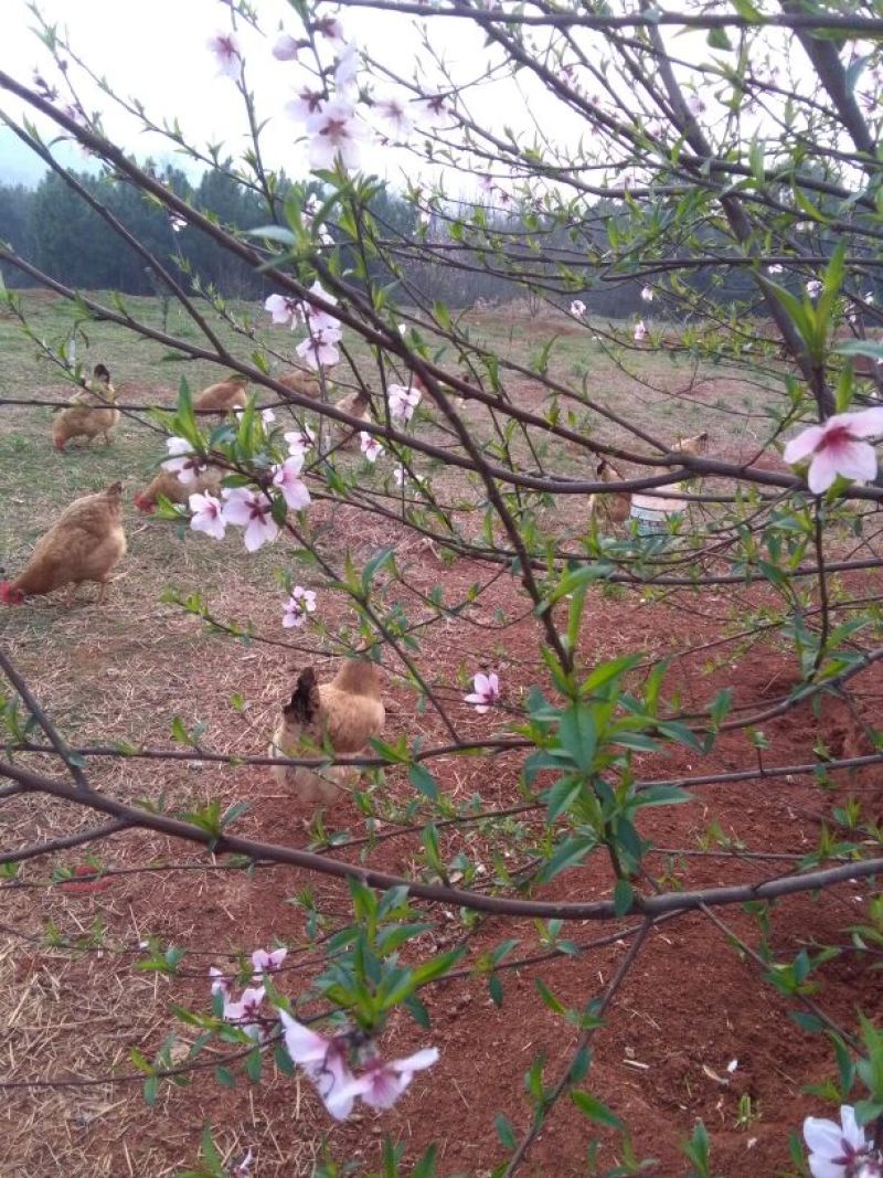 三黄土鸡原生态虫草鸡土公鸡九七到十二个月
