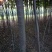 榆树6~8cm4~6cm3~3.5m