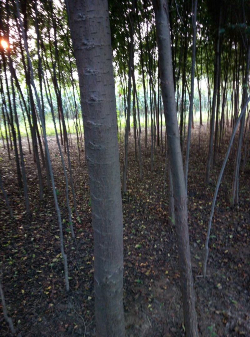 榆树6~8cm4~6cm3~3.5m