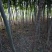 榆树6~8cm4~6cm3~3.5m
