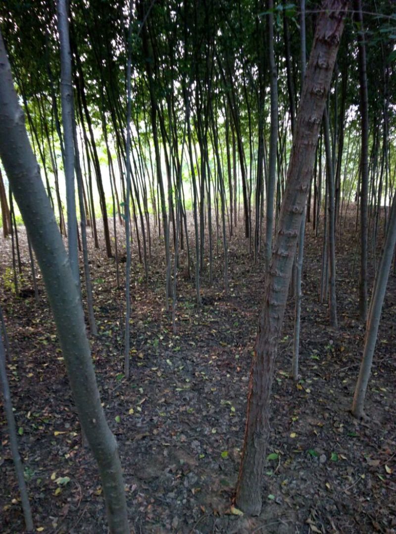 榆树6~8cm4~6cm3~3.5m