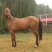 伊犁马100~200kg