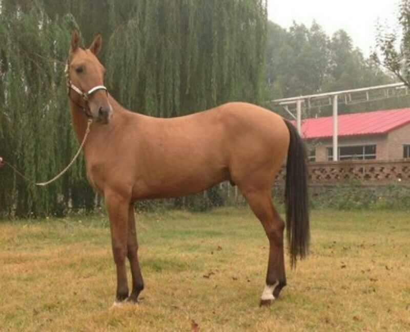 伊犁马100~200kg