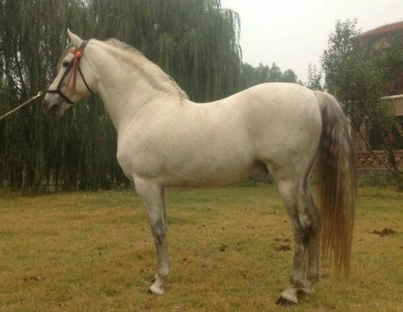 伊犁马100~200kg