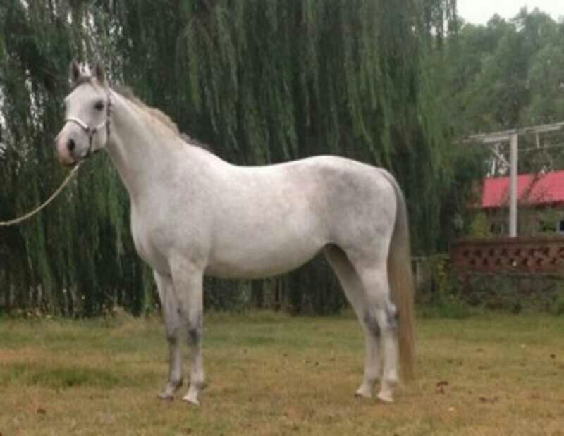 伊犁马100~200kg
