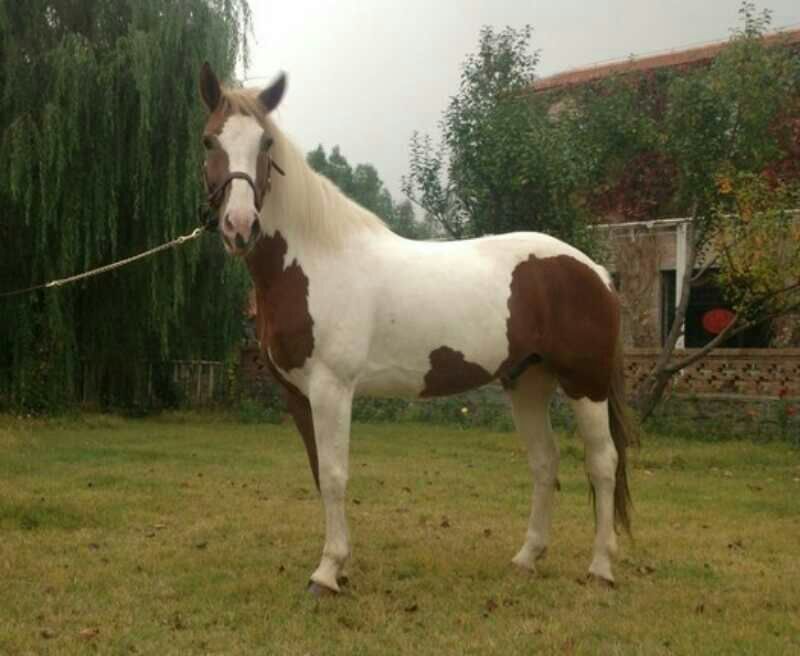 伊犁马100~200kg
