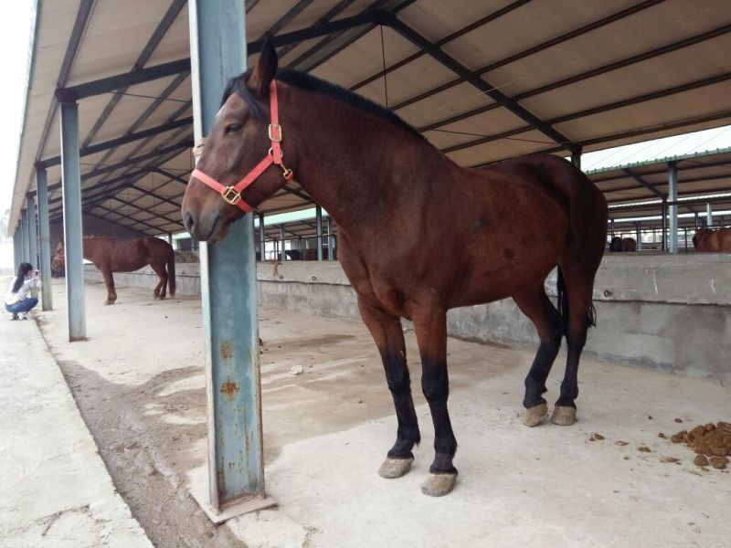 伊犁马100~200kg