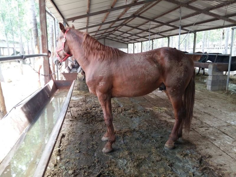 伊犁马100~200kg
