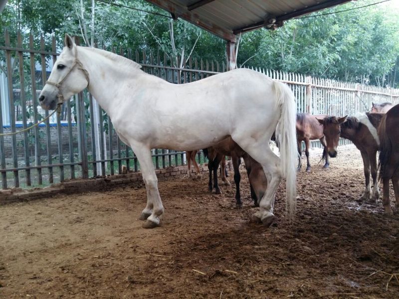 伊犁马100~200kg