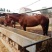 伊犁马100~200kg