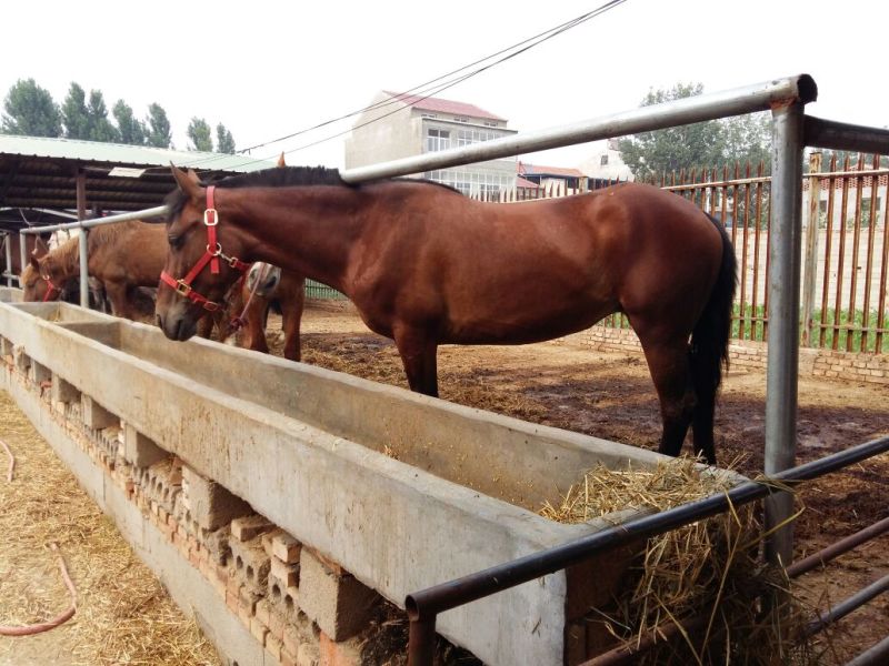 伊犁马100~200kg