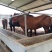 伊犁马100~200kg