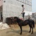 伊犁马100~200kg