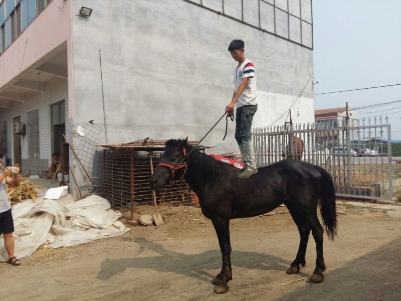 伊犁马100~200kg