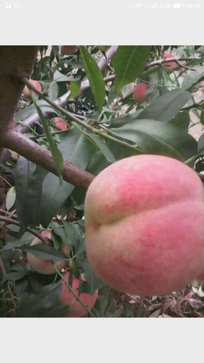 沂蒙霜红桃树苗品种多易成活