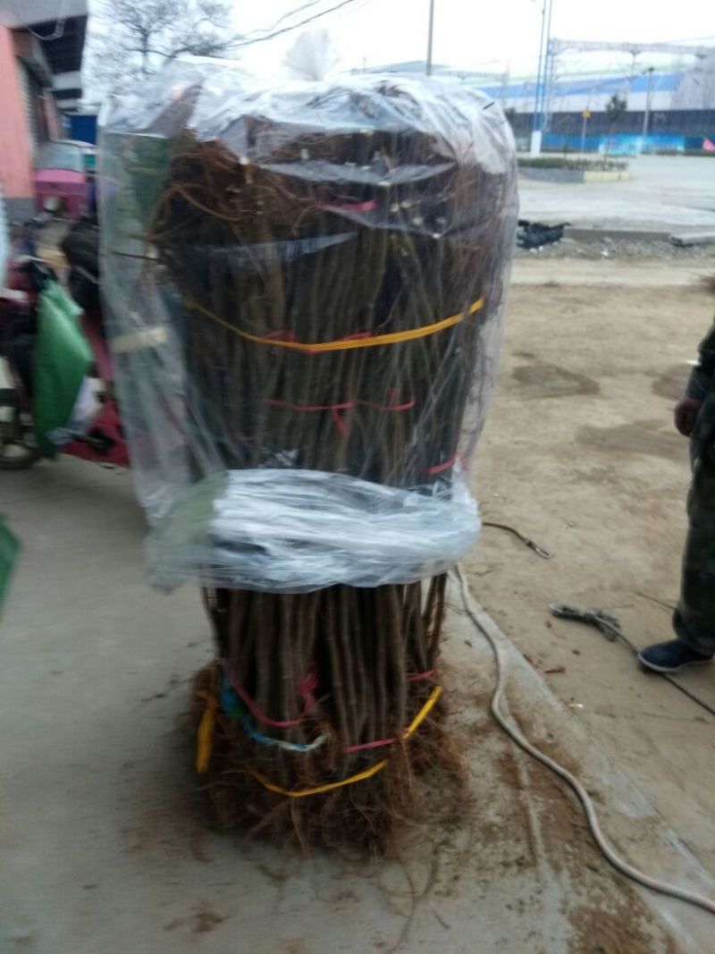 沂蒙霜红桃树苗品种多易成活