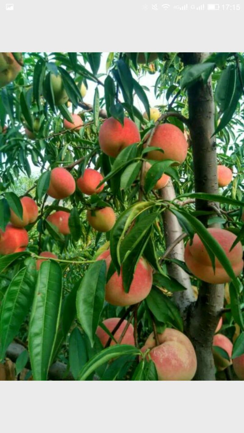 沂蒙霜红桃树苗品种多易成活