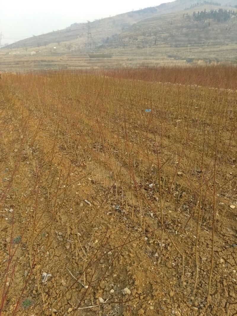 沂蒙霜红桃树苗品种多易成活