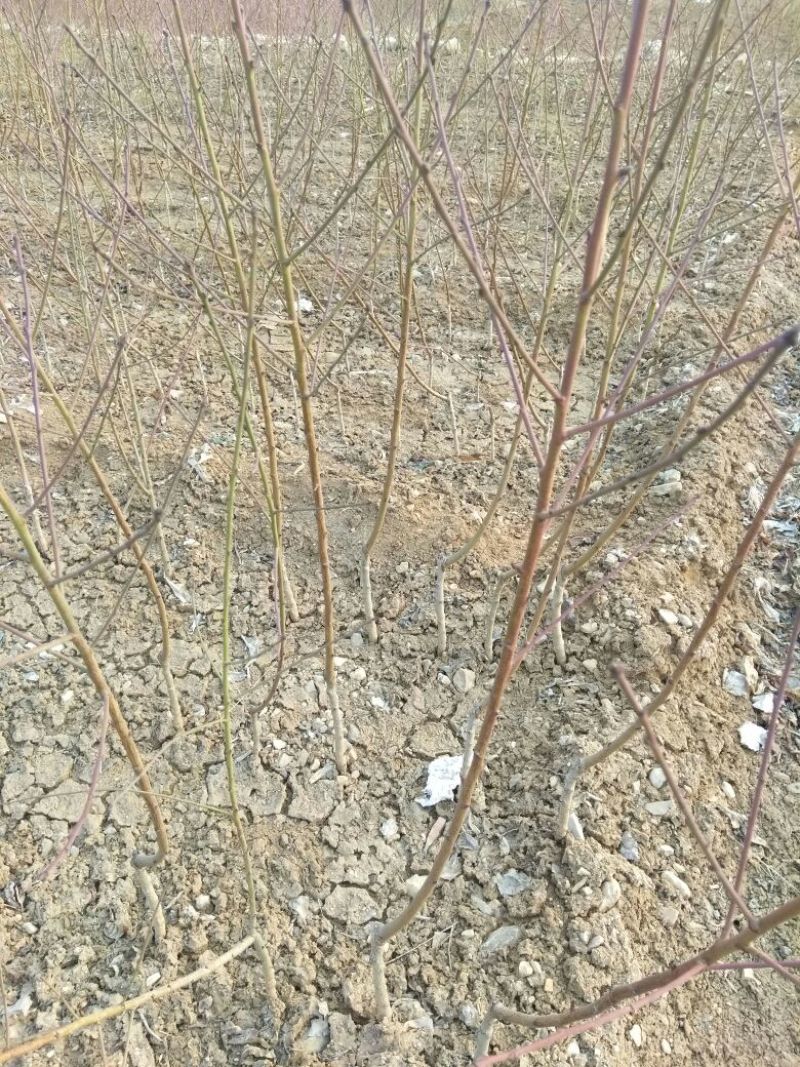 沂蒙霜红桃树苗品种多易成活