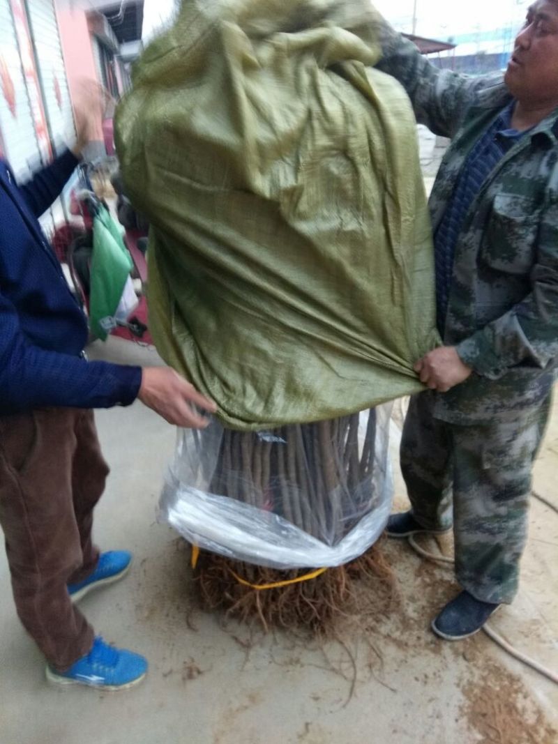 沂蒙霜红桃树苗品种多易成活