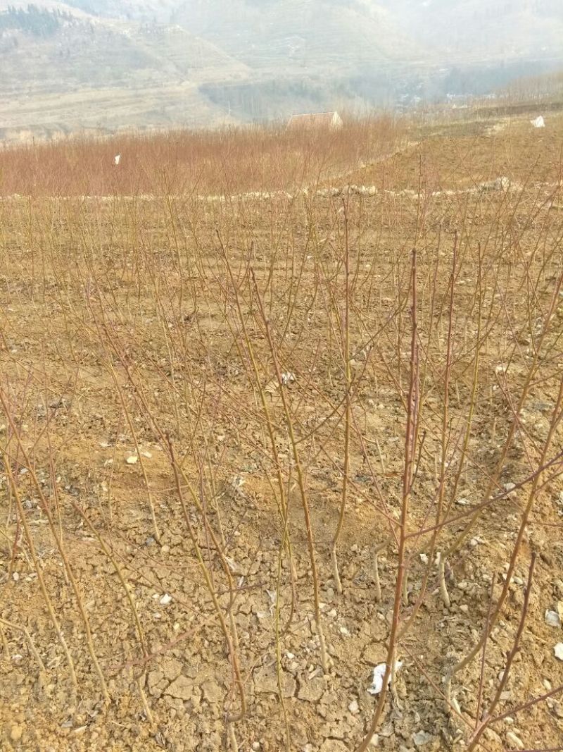 沂蒙霜红桃树苗品种多易成活