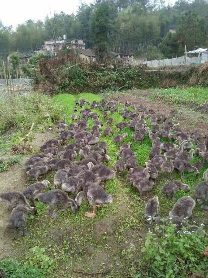 狮头鹅苗250g以上