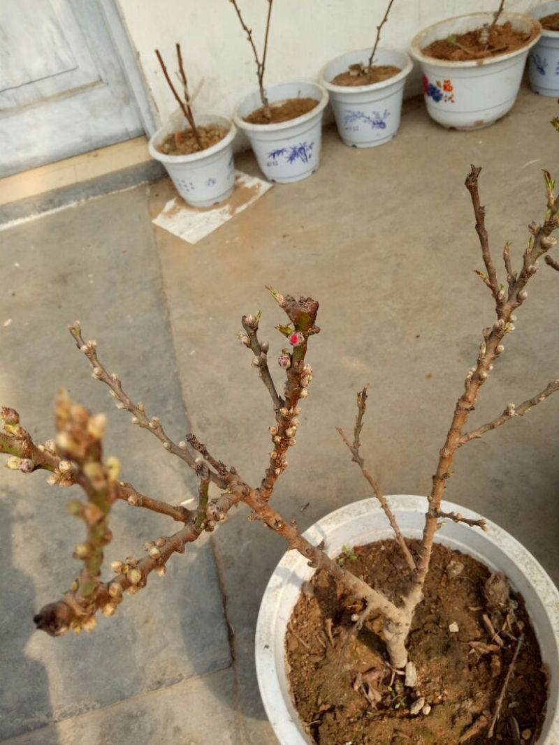 山东精品桃树寿桃盆景规格齐全观赏桃树