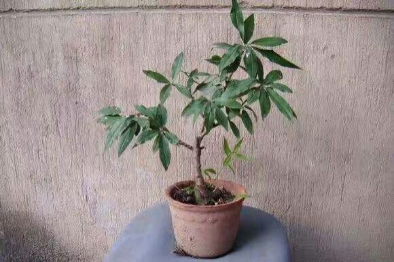 山东精品桃树寿桃盆景规格齐全观赏桃树