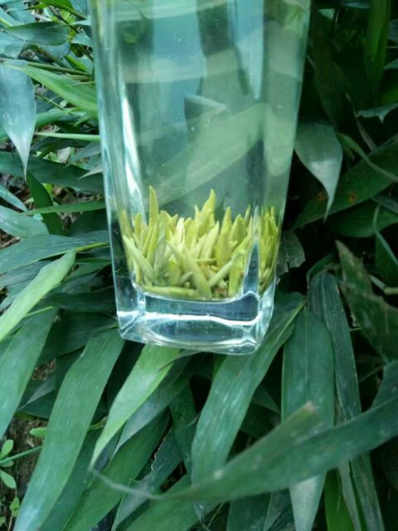 绿茶