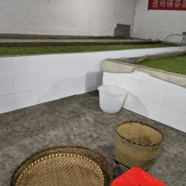 绿茶