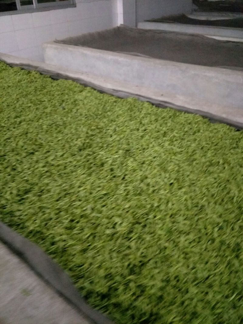 绿茶