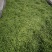 绿茶