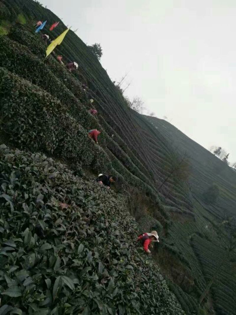 绿茶