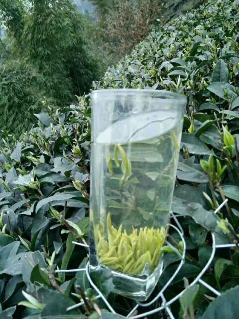 绿茶
