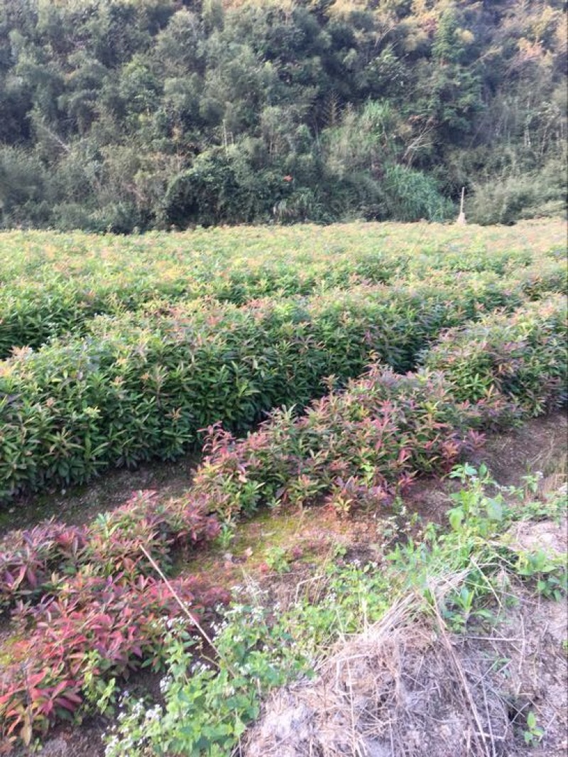 木荷苗福建木荷苗木荷裸根苗木荷实生苗一年生木荷苗